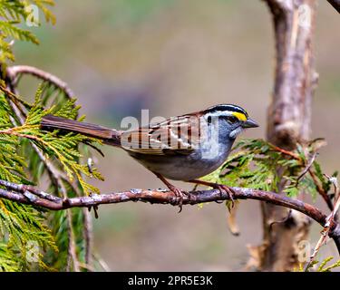Corvo giallo arroccato su un ramo di cedro con vista laterale e sfondo sfocato nel suo ambiente e habitat circostante. Foto Stock