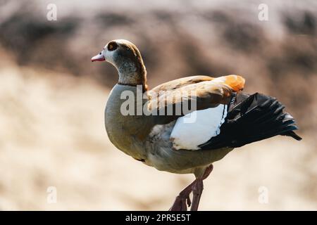 L'oca egiziana (Alopochen aegyptiaca) a piedi Foto Stock