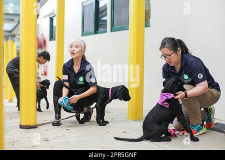 Puppy Walker Supervisor Ivy Hey Mong-Wee (a sinistra) e Puppy Walker Officer Meicy Choi Hiu-yan cani puliti a HKSEDS (Hong Kong Seeing Eye Dog Services) in Ta Kwu Ling. HKSEDS è un'organizzazione senza scopo di lucro che fornisce gratuitamente il cane ben addestrato alle persone ipovedenti. 17APR23 SCMP / Xiaomei Chen Foto Stock