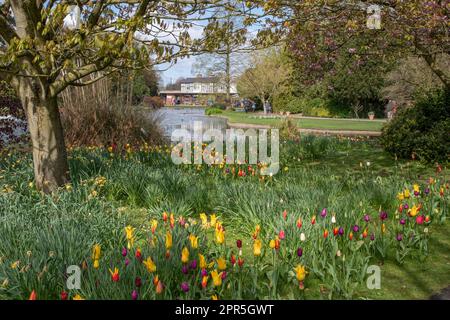 Piantando mescolato di tulipani attraverso erba Foto Stock