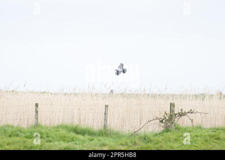 Crow con cappuccio (Corvus cornix) Cley Norfolk GB 2023 aprile Foto Stock