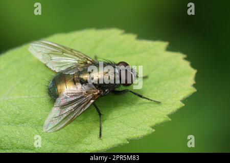 Primo piano naturale su una mosca verde brillante, Eudasyphora cianella seduta in giardino Foto Stock