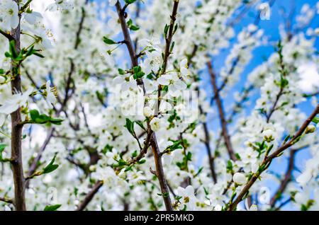 Fiori di ciliegio bianco su alberi primaverili. Primavera fioritura di alberi. Foto Stock
