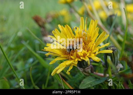 Primo piano naturale su un'ape mineraria dalla coda rossa, l'emorroia Andrena, che si nasconde in un fiore giallo di dente di leone Foto Stock