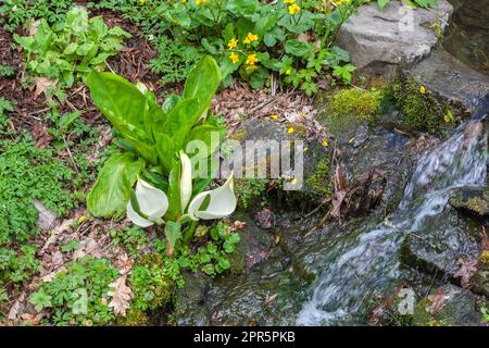 Ruscello che attraversa il giardino a RHS Rosemoor, Devon, con cavolo bianco Skunk (Lysichiton camtschatcensis) e Marsh Marigold (Caltha palustris): Foto Stock