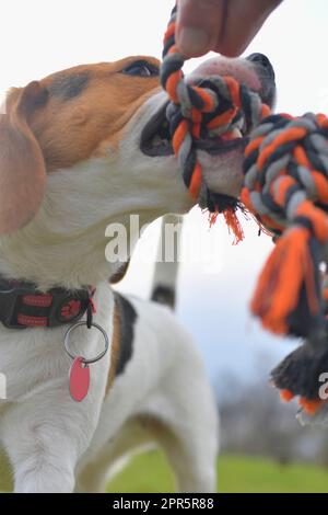 Un'aquila con un giocattolo per cani in bocca. Cane e proprietario che gioca Tug di guerra con un giocattolo di corda. Cane giocoso e il suo giocattolo con corda da rimorchiatore. Foto Stock