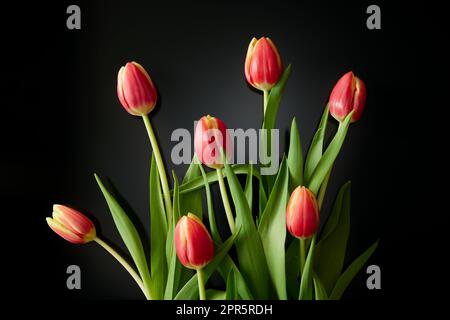 Bouquet di tulipani con petali rossi Foto Stock