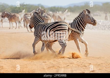 Pianure stalloni zebra lotta Foto Stock