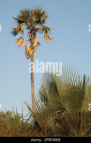 Palme nel Parco Nazionale di Niokolo Koba. Foto Stock