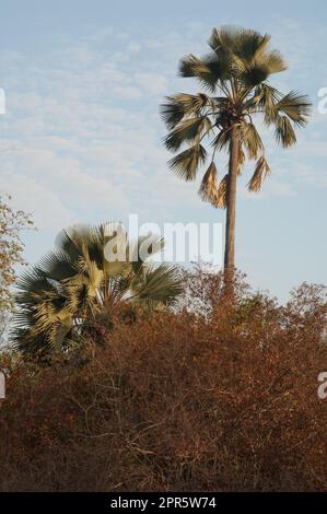 Palme nel Parco Nazionale di Niokolo Koba. Foto Stock