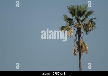 Palm nel Parco Nazionale di Niokolo Koba. Foto Stock