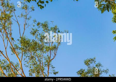 Uccello indiano pappagallo a collo di anello su albero Agra India. Foto Stock