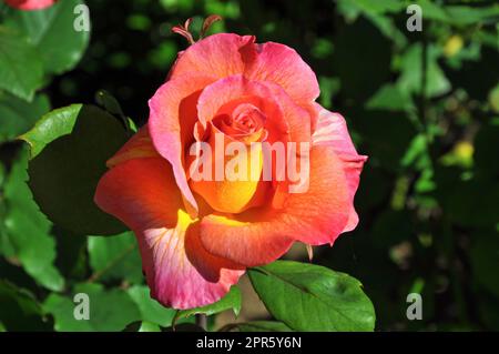 Delicata bellezza delle rose Foto Stock