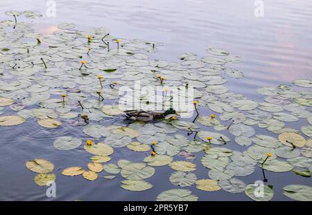 Anatra nuota in uno stagno pieno di gigli d'acqua gialli, sera, tramonto Foto Stock