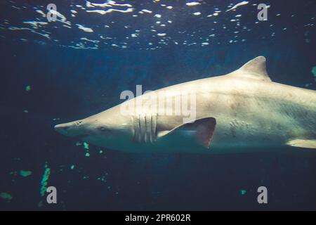 Vista ravvicinata dello squalo tigre di sabbia nell'oceano Foto Stock