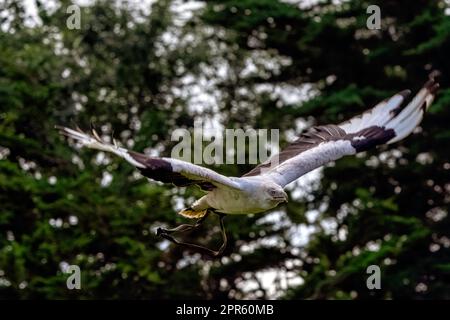 Avvoltoio volante di palma (Gypohierax angolensis) noto come aquila di pesce vulturina Foto Stock
