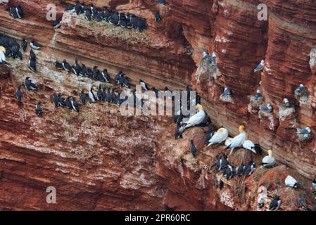 Comune di Colonia murre - comune guillemot sul Red Rock in northsea - Helgoland - Germania - Uria aalge Foto Stock