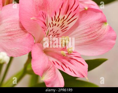 Fiore Giglio peruviano Alstroemeria (Alstroemeria latina) Foto Stock