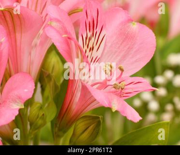 Fiore Giglio peruviano Alstroemeria (Alstroemeria latina) Foto Stock