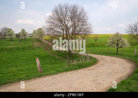 Frutteto prato con alberi in fiore, Bergisches Land, Germania Foto Stock