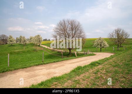 Frutteto prato con alberi in fiore, Bergisches Land, Germania Foto Stock