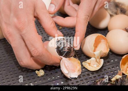 Il dito da vicino della mano dell'agricoltore aiuta a schiudere un pollo da cazzo neonato da un uovo da cova in un incubatore, allevamento di pollame. Foto Stock