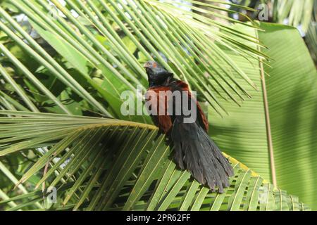 Greater Coucal chiamato anche chempoth Foto Stock