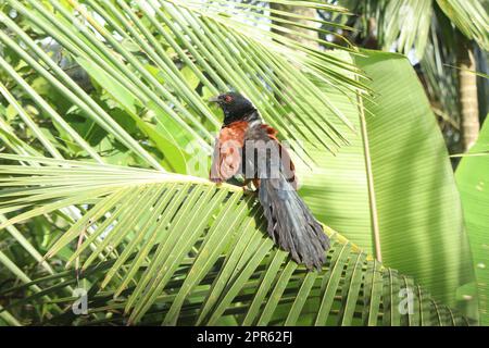 Greater Coucal chiamato anche chempoth Foto Stock