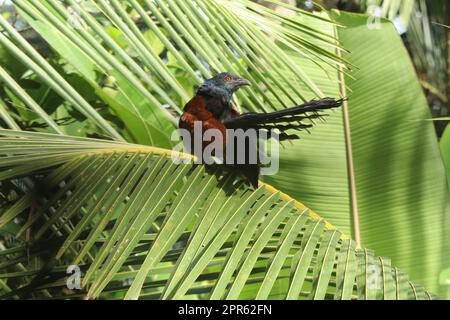 Greater Coucal chiamato anche chempoth Foto Stock