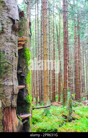 Abeti morti nella foresta sulla cima del monte Brocken Harz, Germania. Foto Stock