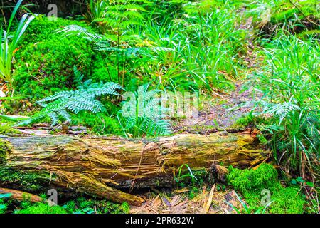 Abeti morti nella foresta sulla cima del monte Brocken Harz, Germania. Foto Stock