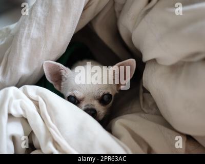 Chihuahua cane che dorme a casa sul letto coperto da una coperta Foto Stock