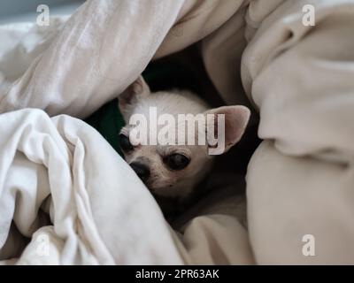 Chihuahua cane che dorme a casa sul letto coperto da una coperta Foto Stock