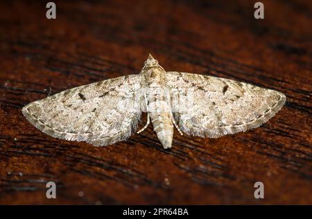 Il grande fiore di ginepro (Eupithecia intricata) su una tavola. Foto Stock
