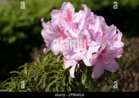 Rhododendron Ponticum Filigran, Rhododendron Ponticum Foto Stock