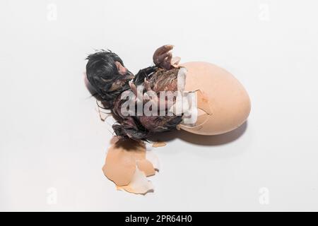 Primo piano di un piccolo pulcino carino neonato scuro che cerca di uscire dalla cova di gesso di pollo su sfondo bianco. Foto Stock