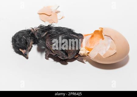 Neonato scuro umido carino pulcino di pollo piccolo strisciato fuori dall'uovo su sfondo bianco, primo piano. Foto Stock