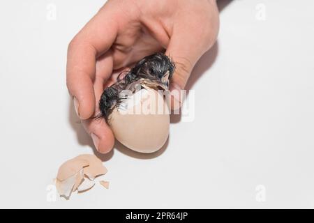 La mano di un contadino aiuta un piccolo pulcino di pollo appena nato a uscire da un uovo da cova di pollo su uno sfondo bianco. Foto Stock