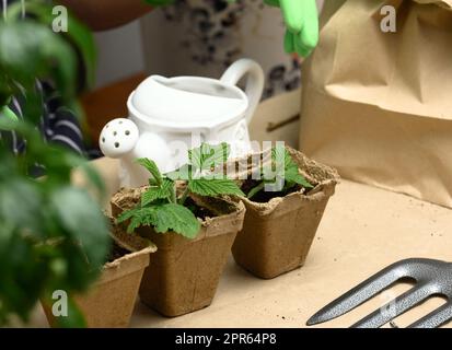 Una donna in guanti di gomma verde tiene una lattina da annaffiamento in ceramica bianca Foto Stock