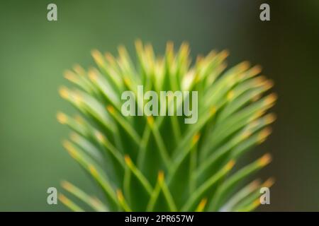 Foglie verdi spinose di araucaria araucana o albero della coda di scimmia con foglie affilate simili ad aghi e punte di piante esotiche nella natura selvaggia della patagonia mostrano dettagli di forma simmetrica delle foglie verdi Foto Stock