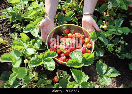 Raccolta di frutta in campo di fragole, raccolta in azienda di fragole, coltivazione di fragole. Bacche biologiche fresche mature nel recipiente. Donna che tiene una ciotola con fragole. Concetto di agricoltura e coltivazione ecologica della frutta Foto Stock