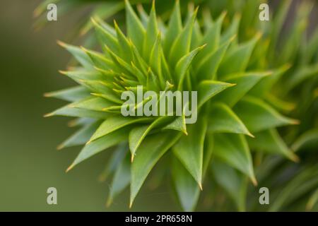 Foglie verdi spinose di araucaria araucana o albero della coda di scimmia con foglie affilate simili ad aghi e punte di piante esotiche nella natura selvaggia della patagonia mostrano dettagli di forma simmetrica delle foglie verdi Foto Stock