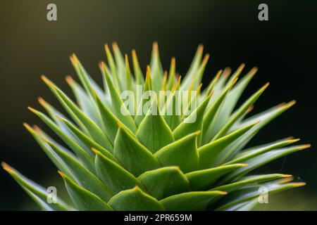 Foglie verdi spinose di araucaria araucana o albero della coda di scimmia con foglie affilate simili ad aghi e punte di piante esotiche nella natura selvaggia della patagonia mostrano dettagli di forma simmetrica delle foglie verdi Foto Stock