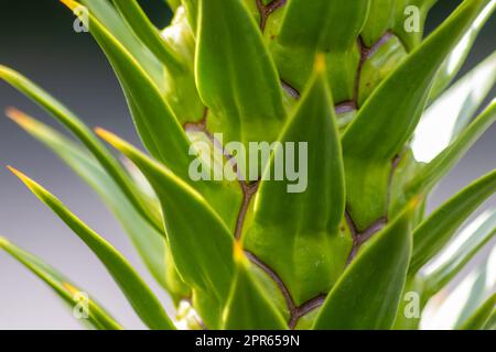 Foglie verdi spinose di araucaria araucana o albero della coda di scimmia con foglie affilate simili ad aghi e punte di piante esotiche nella natura selvaggia della patagonia mostrano dettagli di forma simmetrica delle foglie verdi Foto Stock