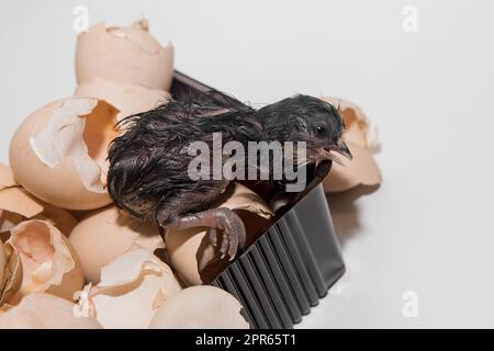 Pulcino di pollo umido scuro neonato in un mucchio di gusci di garzetta su sfondo bianco, primo piano. Foto Stock