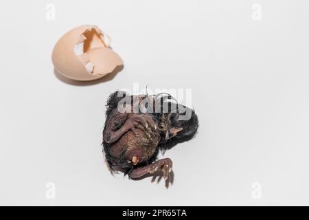 Pulcino di pollo scuro umido carino neonato sdraiato accanto alla garzetta su sfondo bianco primo piano. Foto Stock