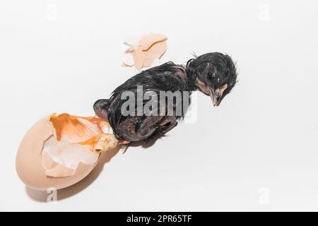 Scuro umido neonato carino piccolo pulcino di pollo piccolo strisciato da uovo su sfondo bianco, primo piano, allevamento di pollame. Foto Stock