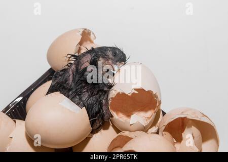 Pulcino di pollo umido scuro neonato in un mucchio di gusci di garzata su sfondo bianco, primo piano. Foto Stock