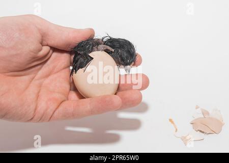 Primo piano della mano del coltivatore che tiene l'uovo che cova il guscio d'uovo con il pulcino umido cute neonato del pollo su fondo bianco. Foto Stock
