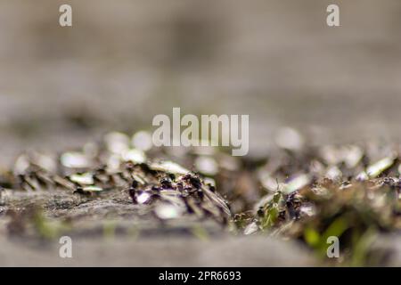 Volo nuziale ANT con formiche volanti come le nuove regine formiche e formiche maschili con ali spremute che si accoppiano come insetto benefico per la riproduzione nella colonia di nidi formicaria della nuova società di insetti Foto Stock